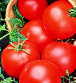 Abraham Lincoln Tomato Seeds