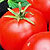 Abraham Lincoln Heirloom Tomato Seeds