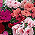 Accent Limited Edition Mix Impatiens Seeds