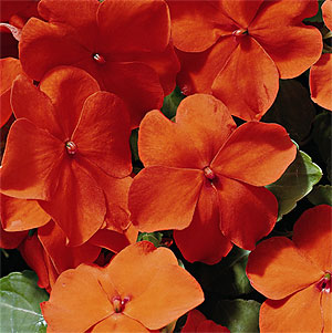 Accent Orange Impatiens Seeds