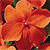 Accent Orange Impatiens Seeds