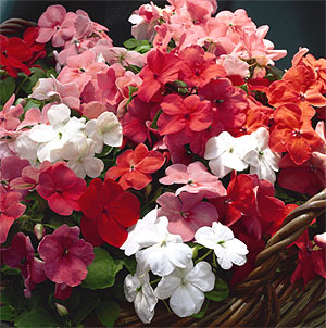 Accent Sunrise Mix Impatiens Seeds