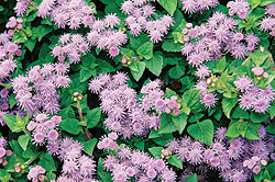 Fields Blue Ageratum Seeds