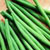 French Filet Alicante Bush Bean Seeds