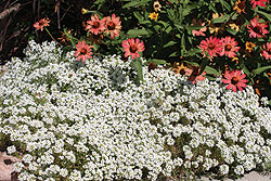 New Carpet of Snow Alyssum Seeds