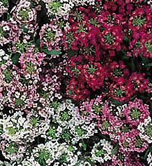 Easter Basket Alyssum Seeds