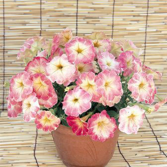 Dolcissima Amaretto F1 Italian Petunia Seeds