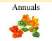 Annual Flower Seeds