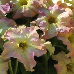 Sophistica Antique Shades F1 Petunia Seeds