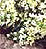 Aphrodite Lemon Alyssum Seeds