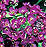 Aphrodite Regal Violet Alyssum Seeds
