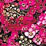 Aphrodite Wine Red Alyssum Seeds
