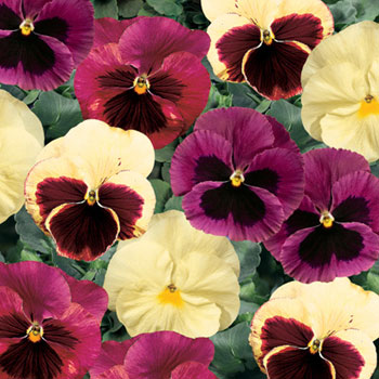 Delta Apple Cider Mix F1 Pansy Seeds