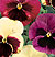 Delta Apple Cider Mix F1 Pansy Seeds