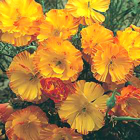 Apricot Chiffon Thai Silk Poppy Seeds