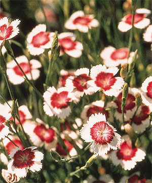 Arctic Fire Dianthus Seeds