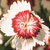 Arctic Fire Dianthus Seeds