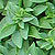 Container Patio Aristotle Basil Seeds