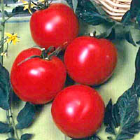 Arkansas Traveler Tomato Seeds