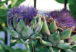 Green Globe Artichoke Seeds