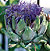 Artichoke Seeds