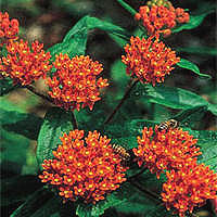 Asclepias Butterfly Flower Seeds