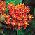 Asclepias Butterfly Flower Seeds