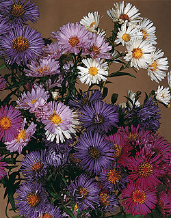 Benary's Mix Aster Seeds
