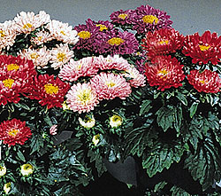 Pixie Princess Mix Aster Seeds