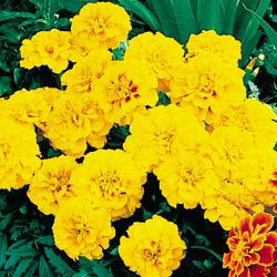 Aurora Gold Marigold Seeds