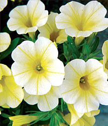 Baby Duck Spreading F1 Petunia Seeds