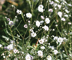 Covent Garden Baby's Breath Seeds