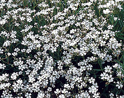 Silver Star Baby's Breath Seeds