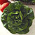 Baby Star Bibb Lettuce Seeds