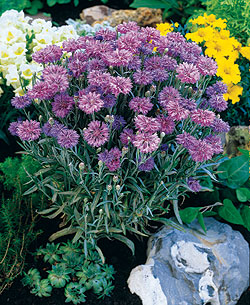 Florence Lavender Bachelor's Button Seeds