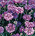 Florence Lavender Bachelor's Button Seeds