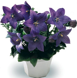 Astra Semi Double Blue Balloon Flower Seeds