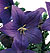 Astra Semi Double Blue Balloon Flower Seeds