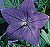 Sentimental Blue Balloon Flower Seeds