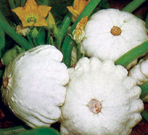 Container Patio Balmoral F1 Summer Squash Seeds