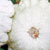 Container Patio Balmoral F1 Summer Squash Seeds