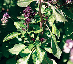 Magical Michael Basil Seeds