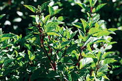 Siam Queen Basil Seeds