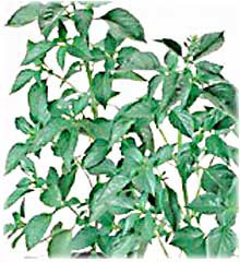 Sweet Dani Basil Seeds