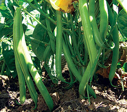 Blue Lake Bush Bean Seeds