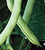 Hialeah Bush Bean Seeds