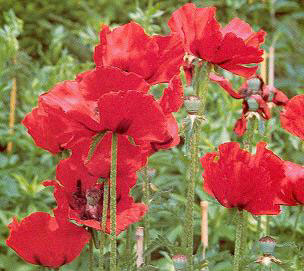 Oriental Poppy Beauty of Livermore Seeds