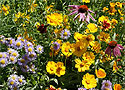 Bee Feed Pollinator Seed Mix