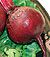 Detroit Dark Red Beet Seeds