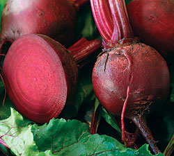 Kestral F1 Hybrid Seeds